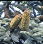 abies-procera-glauca (1)